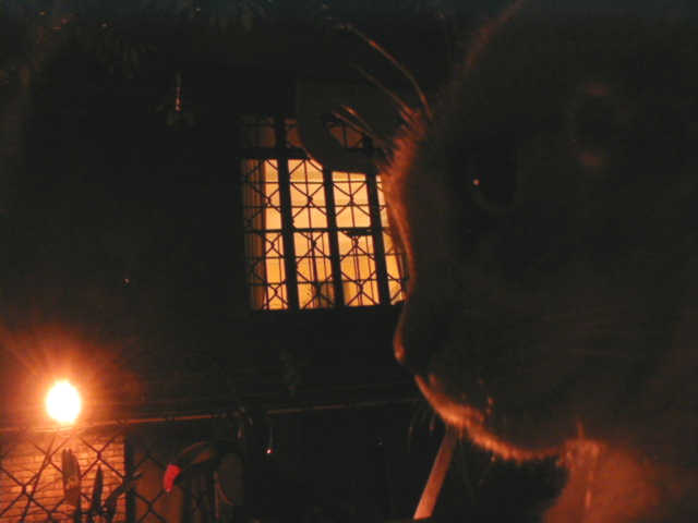 closeup of cat at midnight
