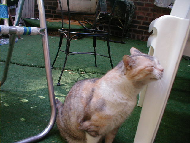 cat marking chair