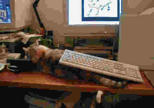 cat under keyboard