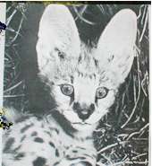 serval kitten reared underground in aardvark burrow