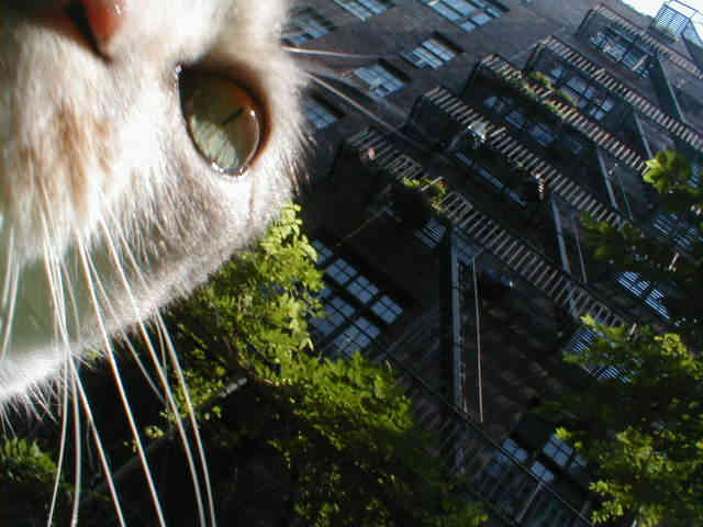 cat eye and nose close-up, fire-escape above