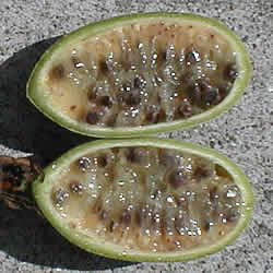 fleshy, seedy fruit about the size of a guava