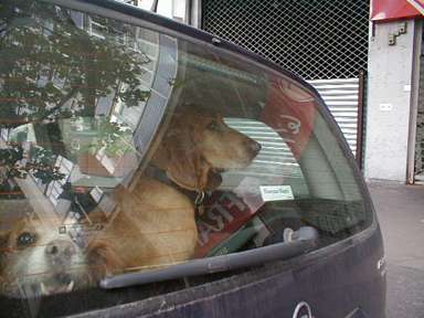 bassett hound, windshied wiper, other dog