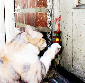 cat pawing bird toy nailed to door as cat doorbell
