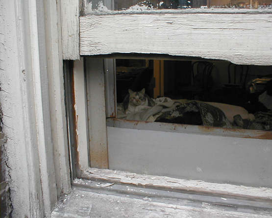 cat seen through window sill