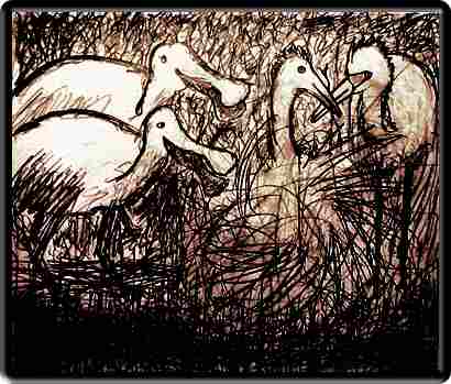 bird drawing: egrets bugged by spoonbills but mating ritual continues.