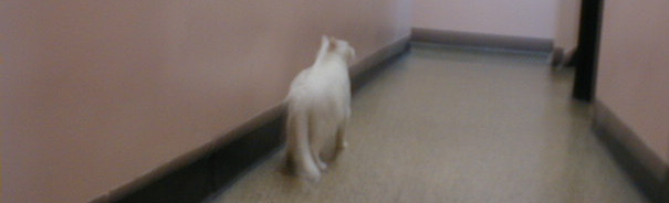 A cat named whiskers walking down a pinkish hall, slight motion blur.