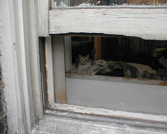 calico cat seen through window